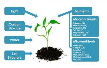 requirements for plant growth
